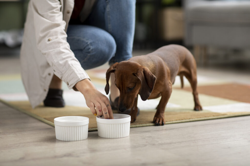 Alimentación mascota