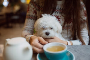 Madrid Doggy Dining